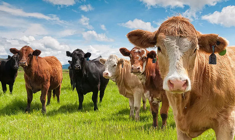 Materias primas veterinarias