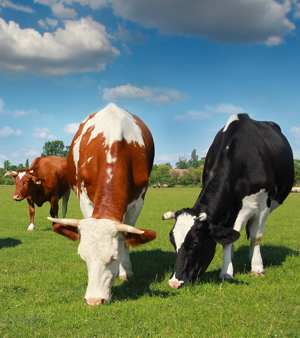 Materias primas veterinarias