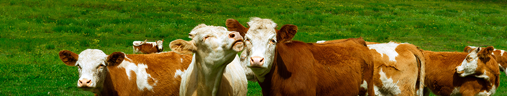 Materias primas veterinarias