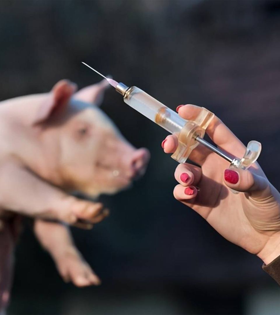 Preparados de medicamentos veterinarios
